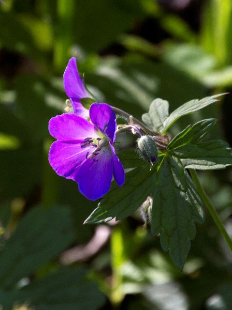 Wild Geranium Blue Ridge Parkway